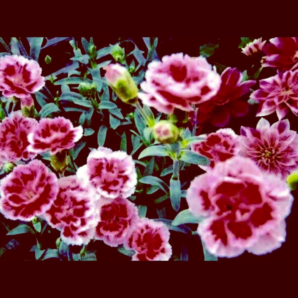 Meet your Posher, Esteer esra